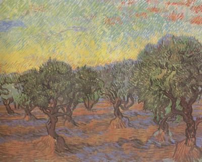 Vincent Van Gogh Olive Grove:Orange Sky (nn04) China oil painting art